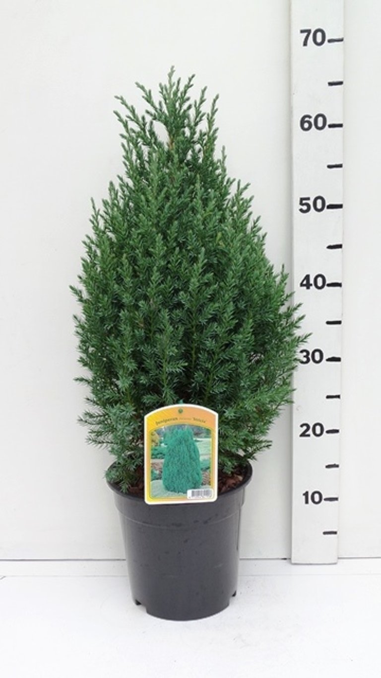 Juniperus chin. 'Stricta' - C3 40-50 CM